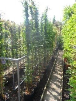 Jasmijn (Jasminum Officinale) -Goedkope DirectPlant winkel jasminum officinale 175 200 c10