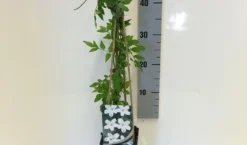 Jasmijn (Jasminum Officinale) -Goedkope DirectPlant winkel jasminum officinalis 50 60 c2 1
