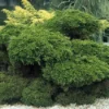 Jeneverbes (Juniperus Media 'Mint Julep')