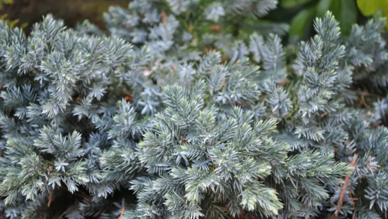 Goedkope DirectPlant winkel 35 Goedkope DirectPlant winkel -Goedkope DirectPlant winkel juniperus squamata Blue Star 782x441 1