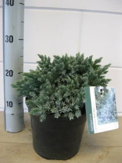 Jeneverbes (Juniperus Squamata 'Blue Star') -Goedkope DirectPlant winkel juniperus blue star c3 november 1