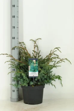 Jeneverbes (Juniperus Chinensis 'Blue Alps') -Goedkope DirectPlant winkel juniperus chinensis blue alps c5 m