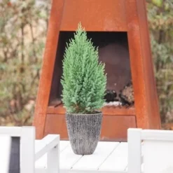 Jeneverbes (Juniperus Chinensis 'Stricta') -Goedkope DirectPlant winkel juniperus chinensis stricta 1