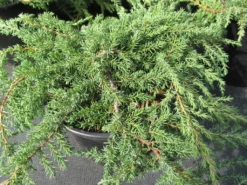 Jeneverbes (Juniperus Communis 'Green Carpet') -Goedkope DirectPlant winkel juniperus communis green carpet 1