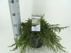 Jeneverbes (Juniperus Communis 'Green Carpet') -Goedkope DirectPlant winkel juniperus communis green carpet c3 m 1 1