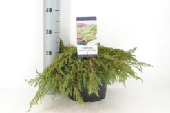Jeneverbes (Juniperus Communis 'Green Carpet') -Goedkope DirectPlant winkel juniperus communis green carpet c5 m 1