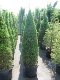 Jeneverbes (Juniperus Communis 'Hibernica') -Goedkope DirectPlant winkel juniperus communis hibernica 150 175 1