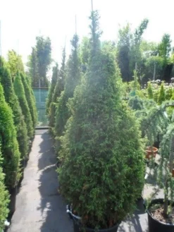 Jeneverbes (Juniperus Communis 'Hibernica') -Goedkope DirectPlant winkel juniperus communis hibernica 175 200