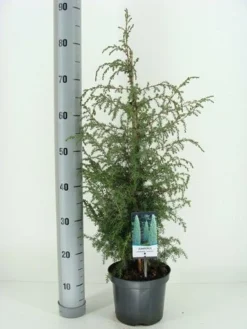 Jeneverbes (Juniperus Communis 'Suecica') -Goedkope DirectPlant winkel juniperus communis suecica c3 m