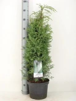 Jeneverbes (Juniperus Communis 'Suecica') -Goedkope DirectPlant winkel juniperus communis suecica c5 m 1