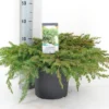 Kustjeneverbes (Juniperus Conferta 'Schlager' (Blue Pacific))