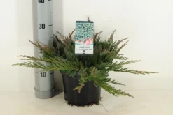 Jeneverbes (Juniperus Horizontalis 'Blue Chip') -Goedkope DirectPlant winkel juniperus hor. blue chip winter c3 m