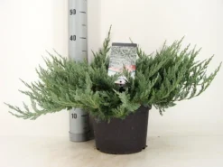 Jeneverbes (Juniperus Horizontalis 'Blue Chip') -Goedkope DirectPlant winkel juniperus hor. blue chip zomer c5 m