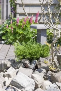 Jeneverbes (Juniperus Horizontalis 'Andorra Compact') -Goedkope DirectPlant winkel juniperus horizontalis andorra compact