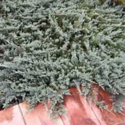 Jeneverbes (Juniperus Horizontalis 'Blue Chip') -Goedkope DirectPlant winkel juniperus horizontalis blue chip