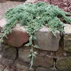 Jeneverbes (Juniperus Horizontalis 'Icee Blue') -Goedkope DirectPlant winkel juniperus horizontalis icee blue pbr