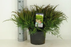 Jeneverbes (Juniperus Media 'Mint Julep') -Goedkope DirectPlant winkel juniperus pfit. mint julep winter c5 m 1