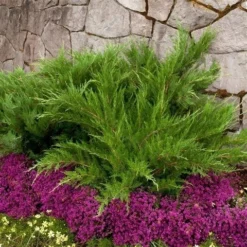 Jeneverbes (Juniperus Media 'Mint Julep') -Goedkope DirectPlant winkel juniperus pfitzeriana mint julep
