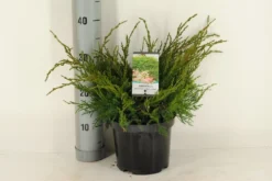 Jeneverbes (Juniperus Media 'Mint Julep') -Goedkope DirectPlant winkel juniperus pfitzeriana mint julep c3 m 1