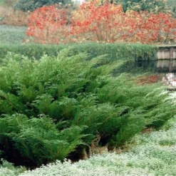 Sevenboom (Juniperus Sabina) -Goedkope DirectPlant winkel juniperus sabina