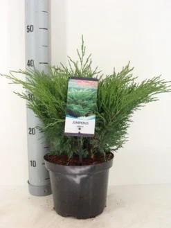 Sevenboom (Juniperus Sabina)