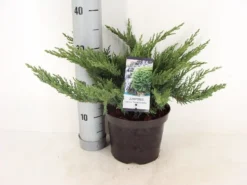 Sevenboom (Juniperus Sabina 'Tamariscifolia') -Goedkope DirectPlant winkel juniperus sabina tamariscifolia zomer c3 m