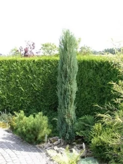 Jeneverbes (Juniperus Scopulorum 'Skyrocket')