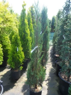 Jeneverbes (Juniperus Scopulorum 'Skyrocket') 12 Jeneverbes (Juniperus Scopulorum 'Skyrocket') -Goedkope DirectPlant winkel juniperus scopulorum skyrocket 125 150 1