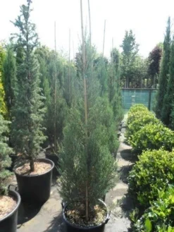 Jeneverbes (Juniperus Scopulorum 'Skyrocket') 13 Jeneverbes (Juniperus Scopulorum 'Skyrocket') -Goedkope DirectPlant winkel juniperus scopulorum skyrocket 150 175