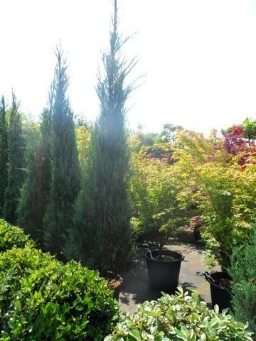 Jeneverbes (Juniperus Scopulorum 'Skyrocket') 7 Jeneverbes (Juniperus Scopulorum 'Skyrocket') - Afbeelding 7