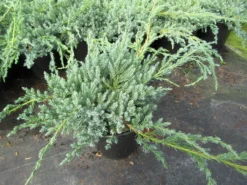 Jeneverbes (Juniperus Squamata 'Blue Carpet') -Goedkope DirectPlant winkel juniperus squamata blue carpet 1