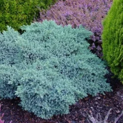 Jeneverbes (Juniperus Squamata 'Blue Star') -Goedkope DirectPlant winkel juniperus squamata blue star 1