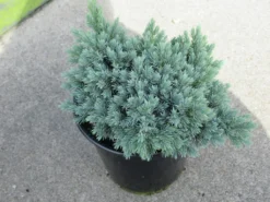 Jeneverbes (Juniperus Squamata 'Blue Star') -Goedkope DirectPlant winkel juniperus squamata blue star 1