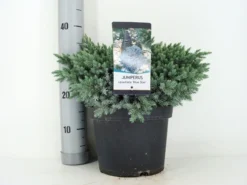 Jeneverbes (Juniperus Squamata 'Blue Star') -Goedkope DirectPlant winkel juniperus squamata blue star c5 m 1
