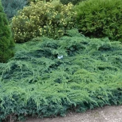 Jeneverbes (Juniperus Squamata 'Blue Swede') -Goedkope DirectPlant winkel juniperus squamata blue swede