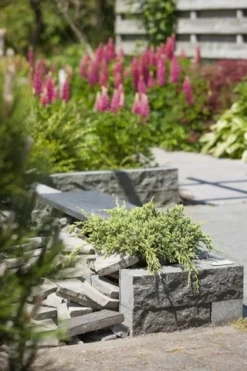 Jeneverbes (Juniperus Squamata 'Holger') -Goedkope DirectPlant winkel juniperus squamata holger 1