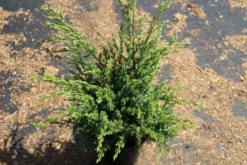 Jeneverbes (Juniperus Squamata 'Meyeri') -Goedkope DirectPlant winkel juniperus squamata meyeri