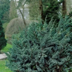 Jeneverbes (Juniperus Squamata 'Meyeri') -Goedkope DirectPlant winkel juniperus squamata meyeri 1