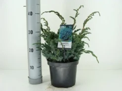 Jeneverbes (Juniperus Squamata 'Meyeri') -Goedkope DirectPlant winkel juniperus squamata meyeri c3 m