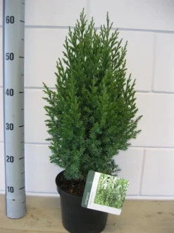 Jeneverbes (Juniperus Chinensis 'Stricta') -Goedkope DirectPlant winkel juniperus stricta c3 november
