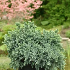 Jeneverbes (Juniperus Squamata 'Blue Star') -Goedkope DirectPlant winkel jusbstar 2 1