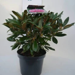 Dwergrhododendron (Rhododendron 'Kalinka') 6 Dwergrhododendron (Rhododendron 'Kalinka') -Goedkope DirectPlant winkel kalinka c4 voor