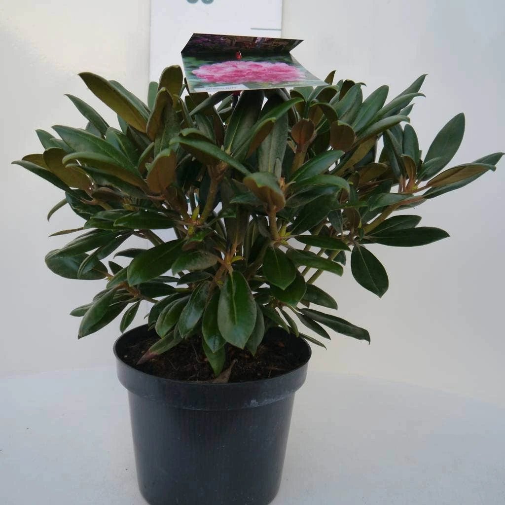 Dwergrhododendron (Rhododendron 'Kalinka') 3 Dwergrhododendron (Rhododendron 'Kalinka') - Afbeelding 3
