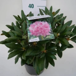 Dwergrhododendron (Rhododendron 'Kalinka') 7 Dwergrhododendron (Rhododendron 'Kalinka') -Goedkope DirectPlant winkel kalinka c4 zij