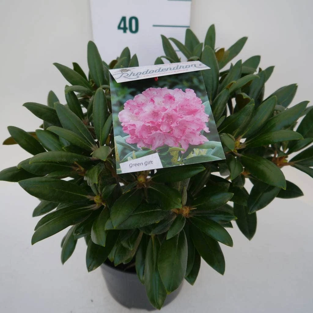 Dwergrhododendron (Rhododendron 'Kalinka') 4 Dwergrhododendron (Rhododendron 'Kalinka') - Afbeelding 4
