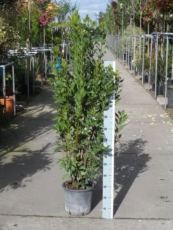 Echte Laurier (Laurus Nobilis) -Goedkope DirectPlant winkel laurus nobilis 100 125 c10