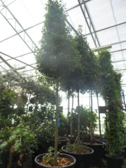 Echte Laurier Als Piramide (Laurus Nobilis) -Goedkope DirectPlant winkel laurus nobilis 16 18 20ho c350 pyramide