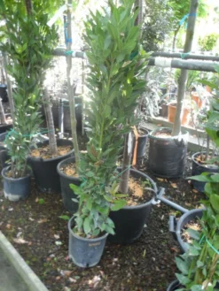 Echte Laurier Als Piramide (Laurus Nobilis) -Goedkope DirectPlant winkel laurus nobilis 80 100 c5
