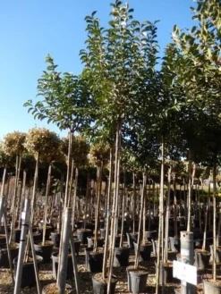 Liguster Als Boom (Ligustrum Japonicum) 11 Liguster Als Boom (Ligustrum Japonicum) -Goedkope DirectPlant winkel ligustrum japonicum 10 12