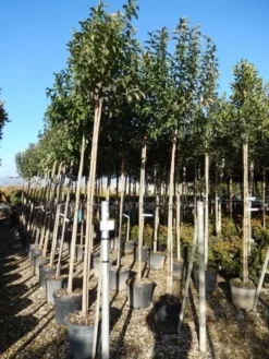 Liguster Als Boom (Ligustrum Japonicum) 10 Liguster Als Boom (Ligustrum Japonicum) -Goedkope DirectPlant winkel ligustrum japonicum 10 12 2